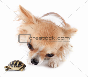 young Tortoise and chihuahua 
