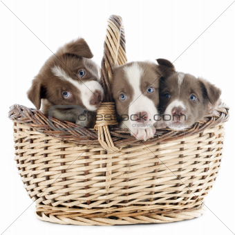 puppy border collie in basket