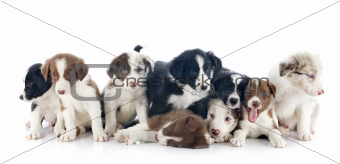 puppies border collies