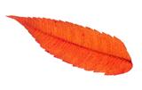 Colorful Red Sumac Leaf Isolated