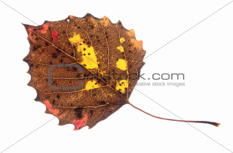 Colorful Fall Leaf Isolated