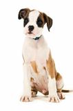 Boxer puppy sat isolated on a white background