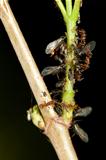  and aphids