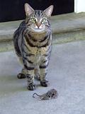 Cat catch mouse