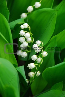 Lily-of-the-valley closeup