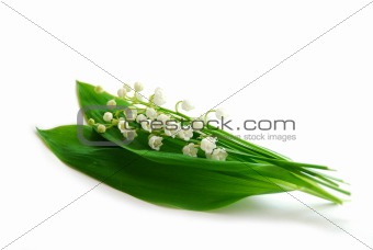 Lily-of-the-valley on white