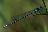 dragonfly, Coenagrion puella