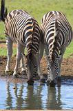 zebra side by side