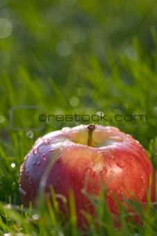 Apple In Grass