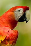 Scarlet  Macaw