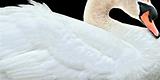 Close Up Of Swan