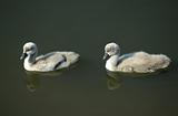 Two young mute swans.