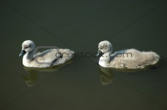 Two young mute swans.