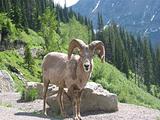 Mountian Goat