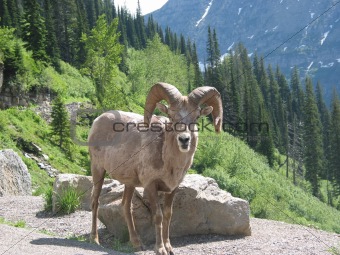 Mountian Goat