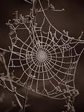 Frosted web 2