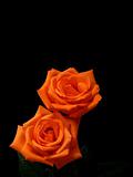 Salmon colored roses