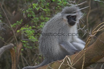 Resting monkey