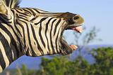 Yawning Zebra