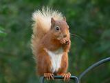 RED SQUIRREL