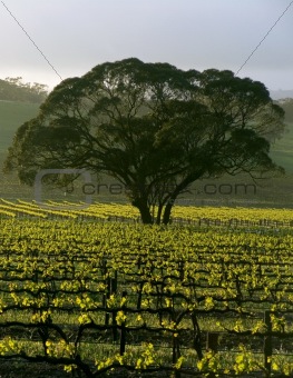 Large Tree in Vineyard