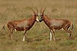 Blesbok antelopes 