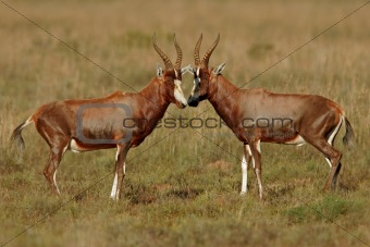 Blesbok antelopes 