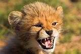 Snarling Cheetah Cub