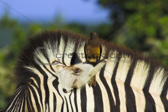 oxpecker on zebra ear