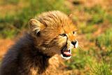Yawning Cub
