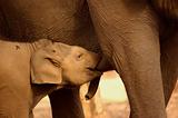 Calf elephant