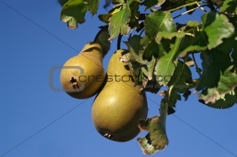 Ripe pears on the tree