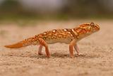 Giant ground gecko 