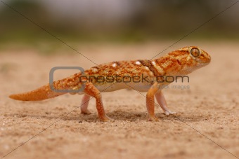 Giant ground gecko 