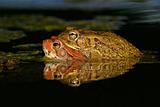 Mating red toads