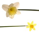 daffodil duo