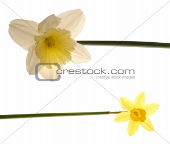daffodil duo