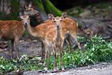 Deer family 