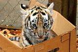 Tiger Cub in Box