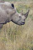Adult Rhino Profile