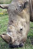 Adult Rhino Eating