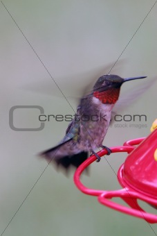 Hummingbird Takeoff