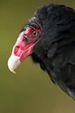 Turkey Vulture Closeup
