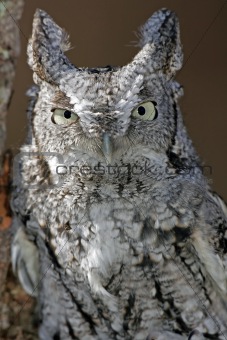 Screech Owl Closeup (white and black)