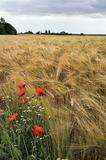 Poppies and diasies on the rye field