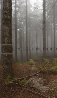 Forest in the mist