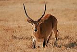 Red lechwe antelope