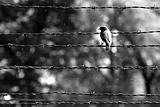 Auschwitz - bird
