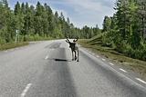 Reindeer highway