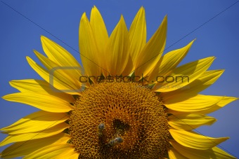 Bees on a sunflower 2